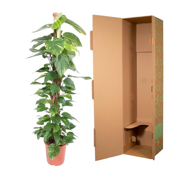Epipremnum Aureum mosstok - ↨150cm - Ø27cm