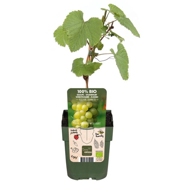 Witte druif - Vitis vinifera 'Johanniter' - ↨45cm - Ø13cm