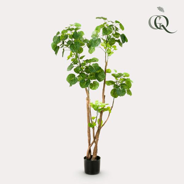 Polyscias - Aralia - Kunstplant - ↨140cm