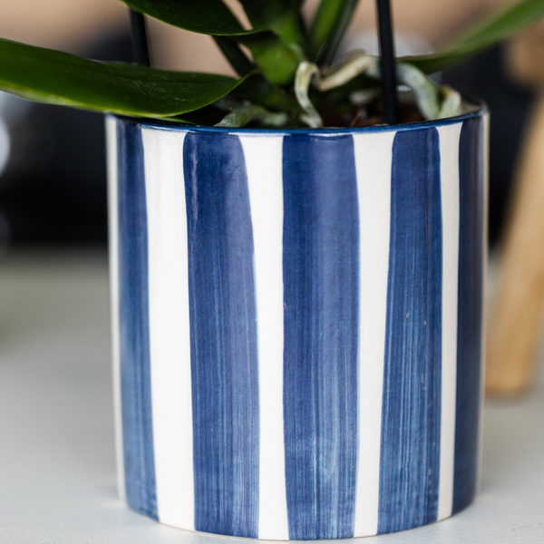 Set van witte Phalaenopsis orchidee Amabilis en Succulent Crassula Hobbit in Painted Stripe pot blauw - potmaat Ø9cm + Ø6cm