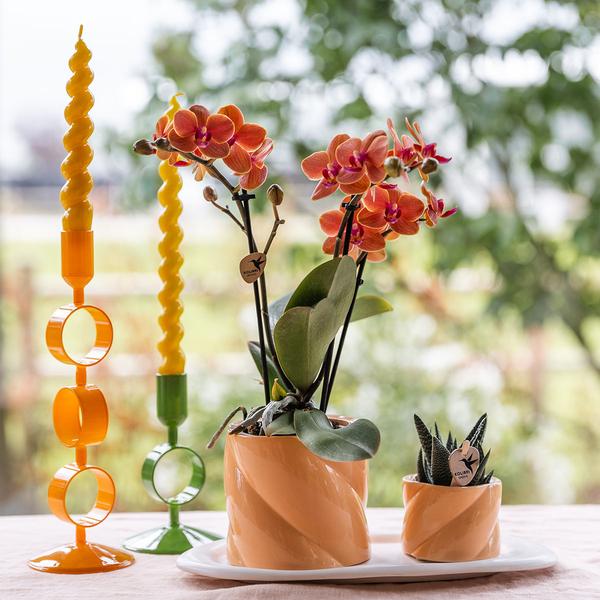 Plantenset Optimism peach - Groene plant met oranje Phalaenopsis orchidee in Candy sierpotten op wit organisch dienblad