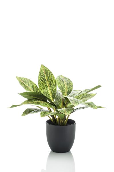 Croton Codiaeum - Wonderstruik - Kunstplant - ↨38 cm