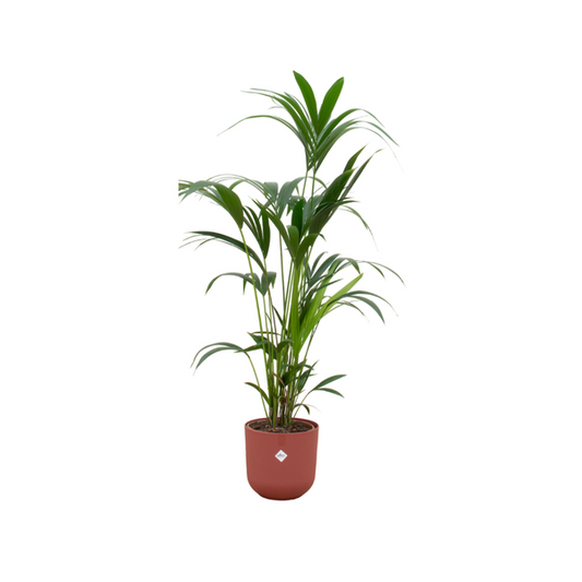 Kentia palm - incl. bloempot Rood - ↨160cm - Ø26cm