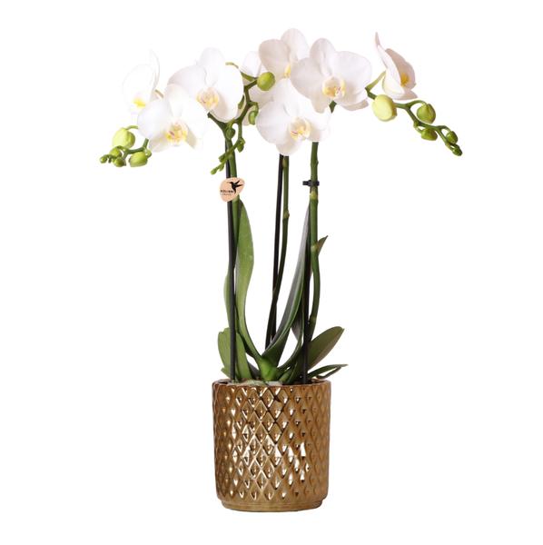 Witte Phalaenopsis orchidee Amabilis + Diamond sierpot goud – Ø9cm