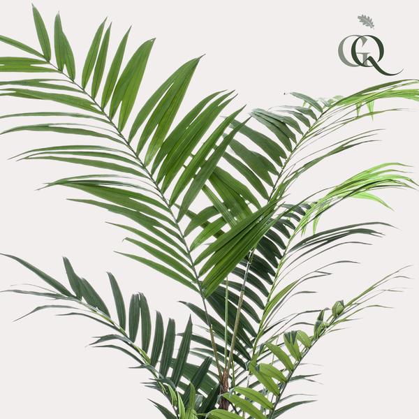 Kentia - Kentiapalm - Kunstplant - ↨210cm