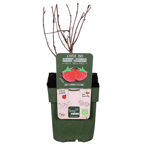 Framboos - Rubus idaeus 'Malling Promise' - ↨45cm - Ø13cm