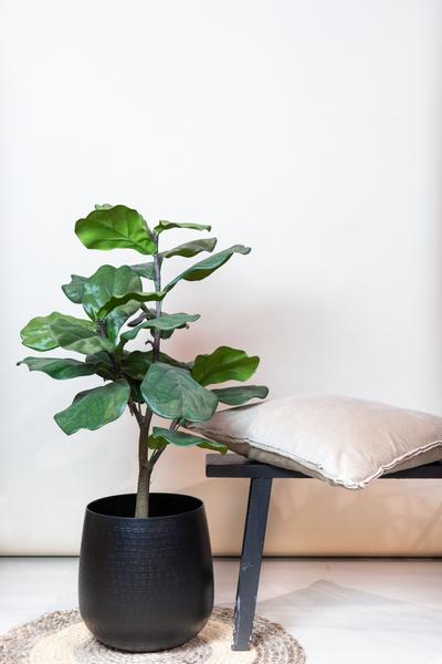 Ficus Lyrata - Tabaksplant - Kunstplant - ↨90 cm