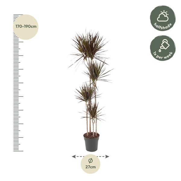 Dracaena Magenta - ↨180cm - Ø27cm