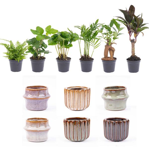 Mini plantenset 6 - Inclusief pot set Barcelona
