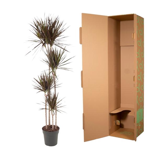 Dracaena Magenta - ↨180cm - Ø27cm
