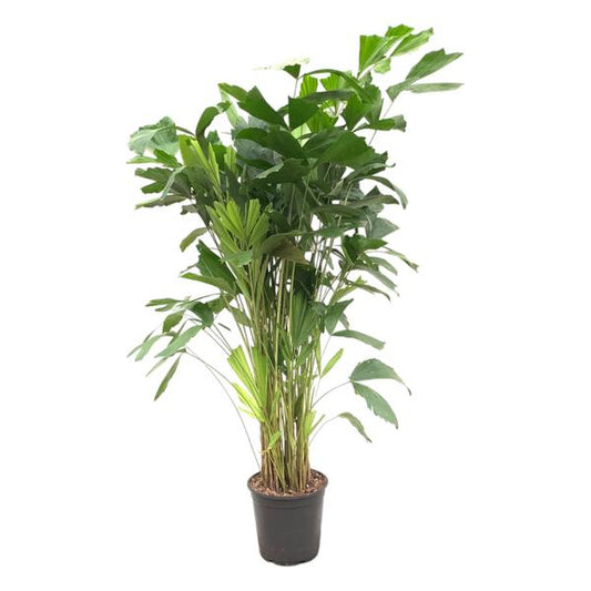 Caryota Mitis - ↨140cm - Ø24cm