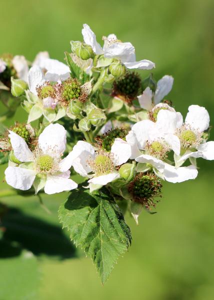 Framboos - Rubus idaeus 'Malling Promise' - ↨45cm - Ø13cm