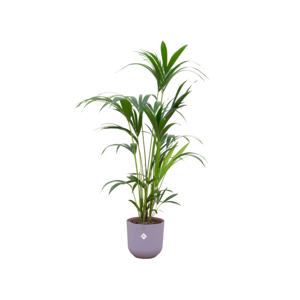 Kentia palm - incl. bloempot Lila - ↨160cm - Ø26cm