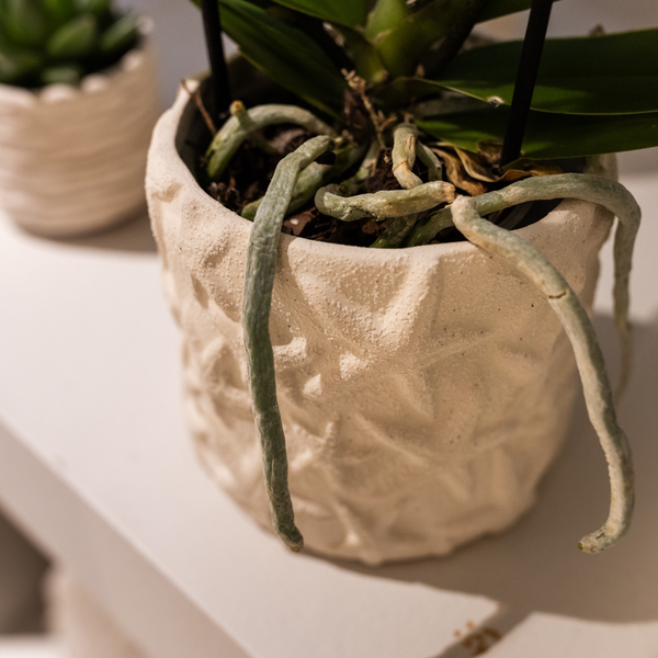 Plantenset Star Fish - Witte Phalaenopsis Orchidee Lausanne en Succulent incl. keramieken sierpotten op wit organisch dienblad