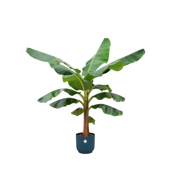 Bananenplant (Musa) - incl. bloempot Blauw - ↨180cm - Ø30cm