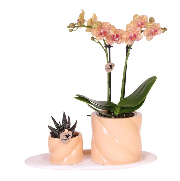 Plantenset Optimism peach - Groene plant met oranje Phalaenopsis orchidee in Candy sierpotten op wit organisch dienblad