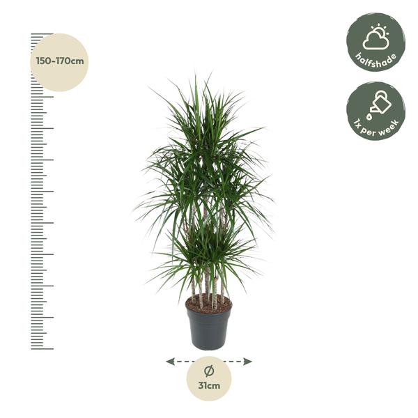 Dracaena Marginata Carrousel - ↨160cm - Ø31cm