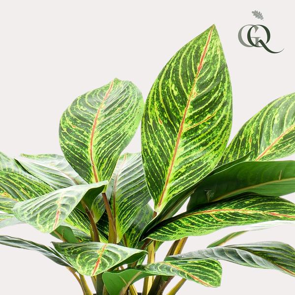 Croton Codiaeum - Wonderstruik - Kunstplant - ↨38 cm
