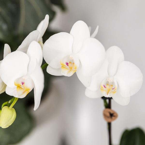 Planten set Fish Turquoise - Witte Phalaenopsis orchidee Amabilis Ø9cm en groene plant Succulent Crassula Hobbit Ø6cm