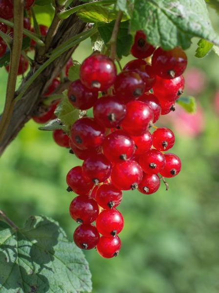 Aalbes - Ribes rubrum 'Jonkheer van Tets' - ↨45cm - Ø13