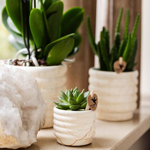 Plantenset Slow Living - Witte Phalaenopsis Orchidee Lausanne en Succulent incl. keramieken sierpotten op wit organisch dienblad
