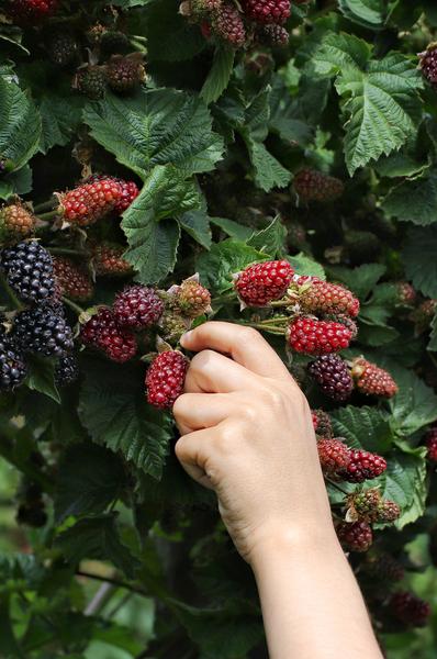 Doornloze Braam - Rubus fruticosus 'Thornless Evergreen' - ↨45cm - Ø13