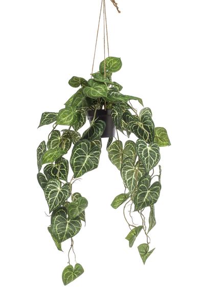 Anthurium Clarinervium - Aderplant - Kunstplant - ↨80cm