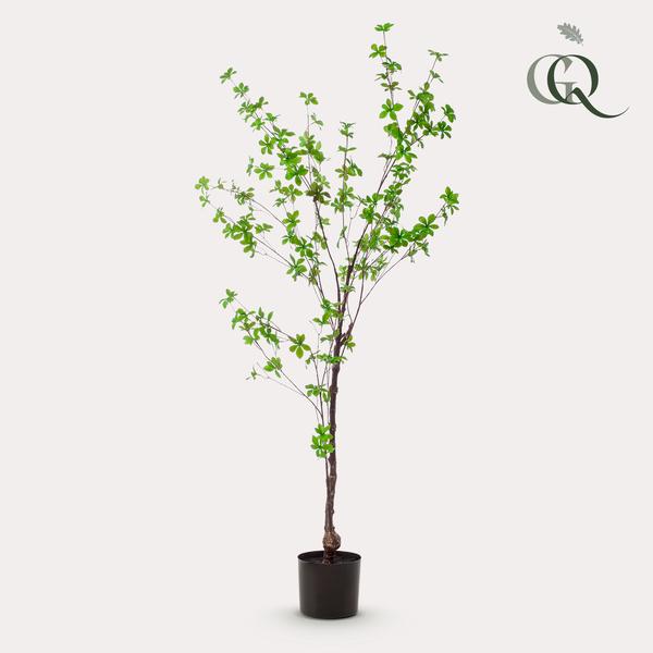 Tropaeolum Speciosum - Oost Indische Kers - Kunstplant - ↨150 cm