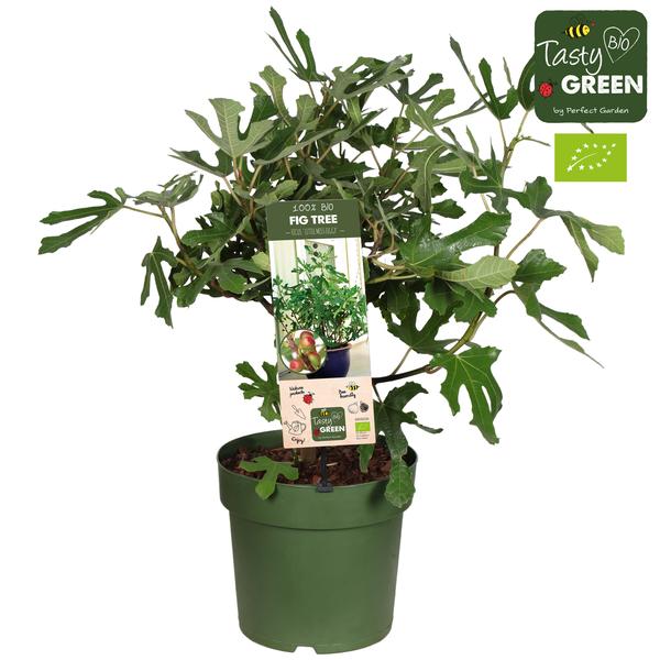 Ficus Carica 'Little Miss Figgy' Bio - Vijg - ↨50cm - Ø23cm