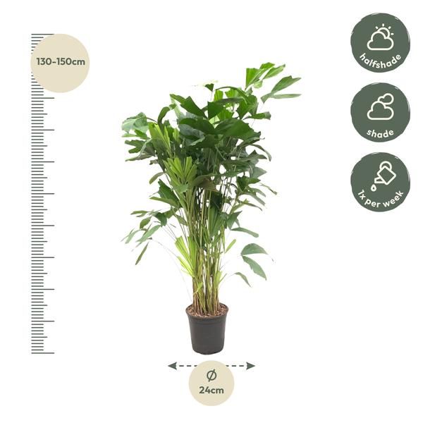 Caryota Mitis - ↨140cm - Ø24cm