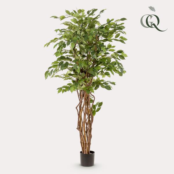 Ficus liana - Vioolbladplant - Kunstplant - ↨170cm