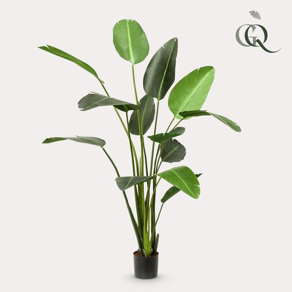 Strelitzia Nicolai - Paradijsvogelbloem - Kunstplant - ↨230cm