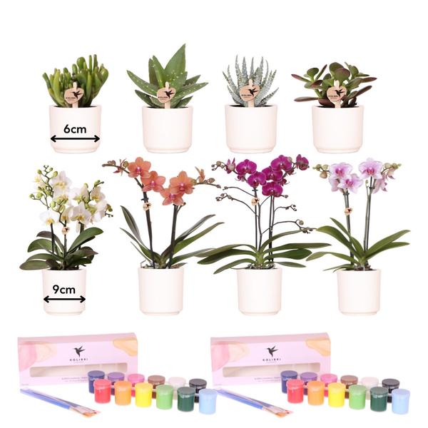 Bloempotten met orchideeën én succulenten (8 stuks) en Verfpakket - Voor 4 personen