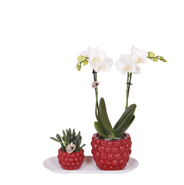 Plantenset Optimisme small - Groene planten met witte Phalaenopsis orchidee in Optimism sierpotten en witte dienblad