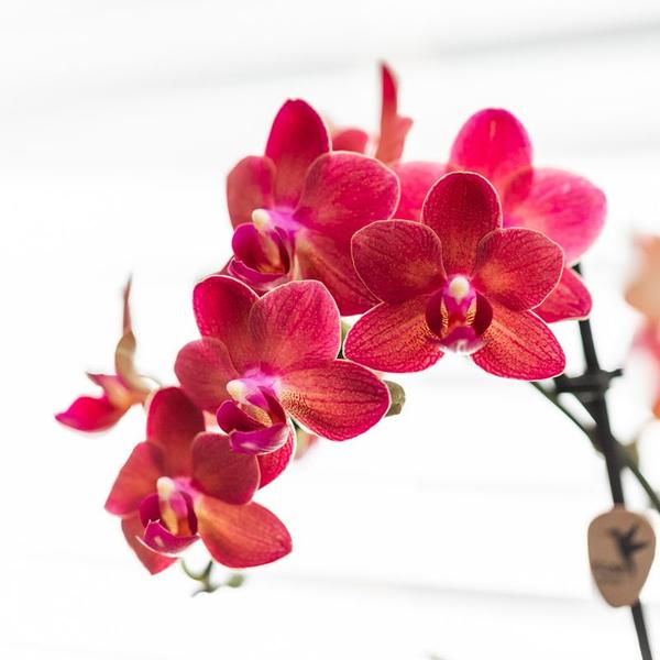 Rode Phalaenopsis orchidee - Congo + Diabolo travertine - potmaat Ø9cm