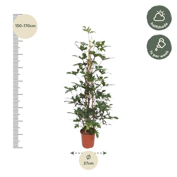Philodendron Pedatum gaasrek - ↨160cm - Ø27cm