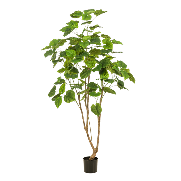 Ficus umbellate - Afrikaanse vijg - Kunstplant - ↨180cm