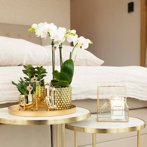 Witte Phalaenopsis orchidee Amabilis + Diamond sierpot goud – Ø9cm