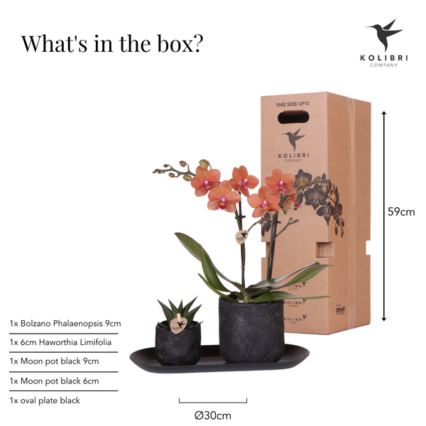Plantenset Home Hub - Oranje Phalaenopsis Orchidee Bolzano en Succulent incl. keramieken sierpotten op zwart dienblad