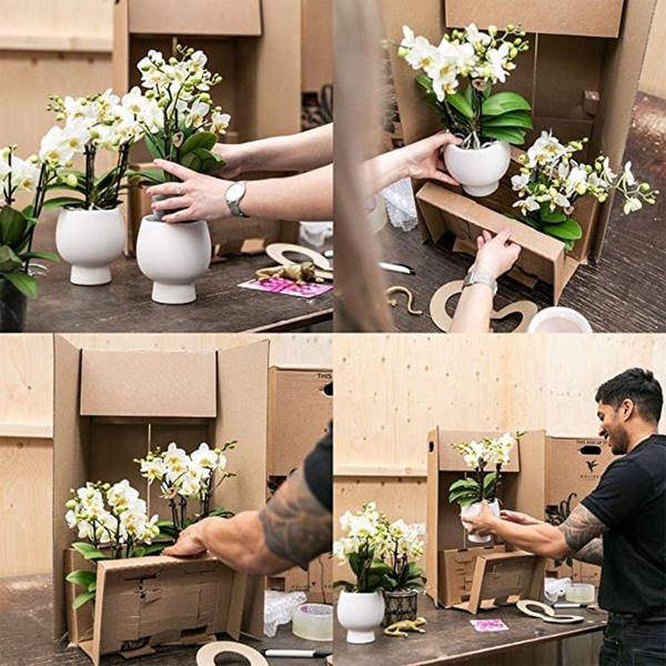 Rode Phalaenopsis orchidee - Congo + Diabolo travertine - potmaat Ø9cm