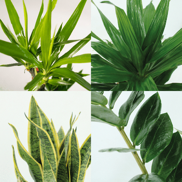 Makkelijke plantenbox - 4 kamerplanten - ↨40 a 85cm - Ø14 a 17cm