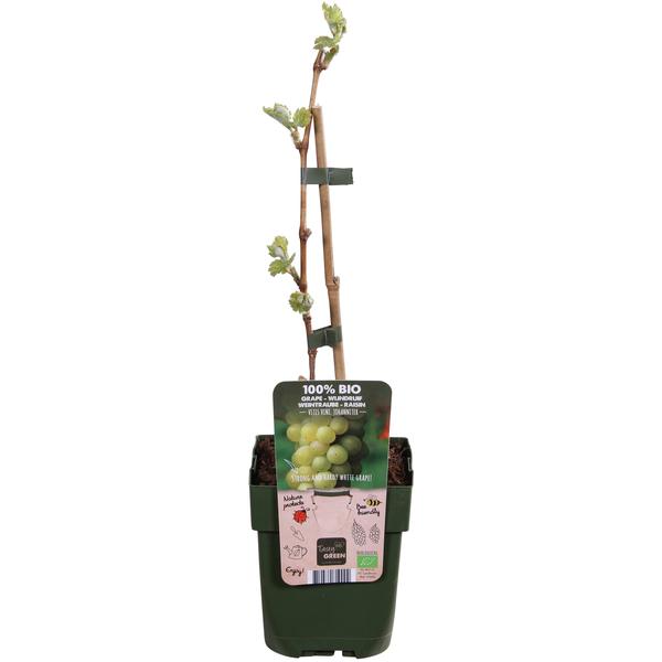 Witte druif - Vitis vinifera 'Johanniter' - ↨45cm - Ø13cm