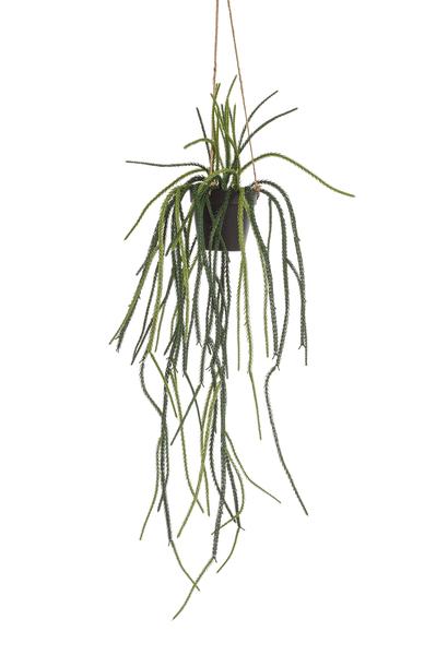 Rhypsalis - Koraalcactus - Kunstplant - ↨85 cm