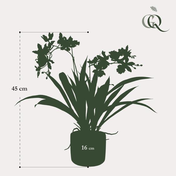 Orchidee - Bordeaux - Kunstplant - ↨45cm
