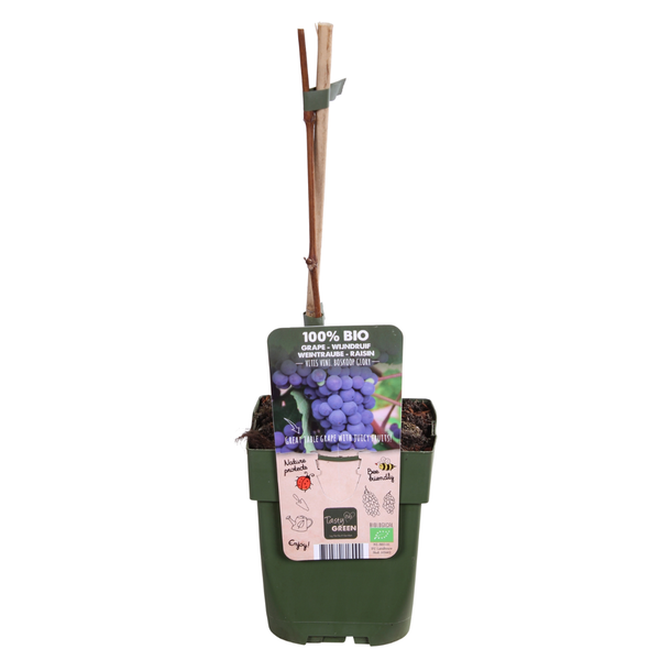 Blauwe druif - Vitis vinifera 'Boskoop Glory' - ↨45cm - Ø13cm