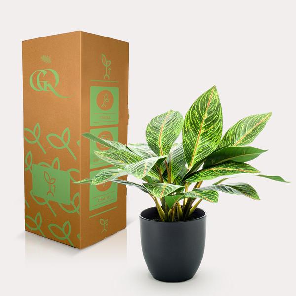 Croton Codiaeum - Wonderstruik - Kunstplant - ↨38 cm