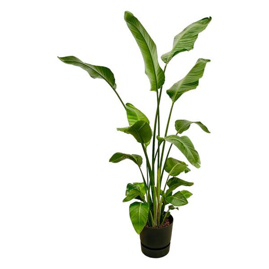 Strelitzia Nicolai - incl. bloempot Zwart - ↨180cm - Ø30cm