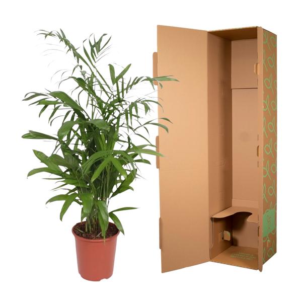 Chamaedorea Seifrizii - ↨140cm - Ø27cm