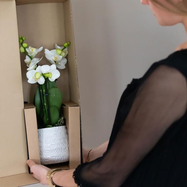 Witte Phalaenopsis orchidee Amabilis + Diamond sierpot goud – Ø9cm