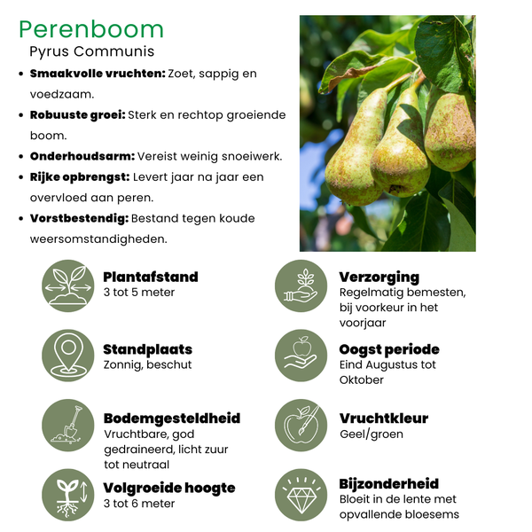 Biologische Perenboom Pyrus - ↨60cm - Ø20